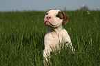 Amerikanische Bulldogge Welpe