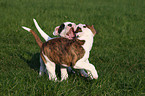 Amerikanische Bulldogge Welpe