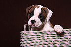 Amerikanische Bulldogge Welpe