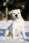 sitzende Amerikanische Bulldogge