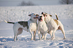 spielende Amerikanische Bulldogen