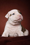 American Bulldog Welpe