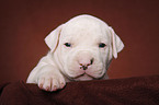 American Bulldog Welpe