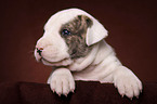 American Bulldog Welpe