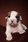 American Bulldog Welpe