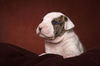 American Bulldog Welpe