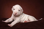 American Bulldog Welpe