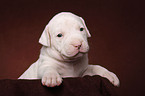 American Bulldog Welpe