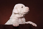 American Bulldog Welpe