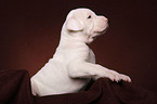 American Bulldog Welpe