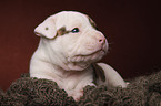 American Bulldog Welpe