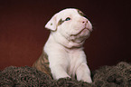 American Bulldog Welpe