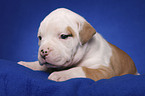 American Bulldog Welpe