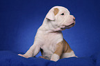 American Bulldog Welpe