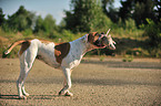 American Bulldog mit Spielzeug