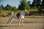 American Bulldog