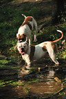 American Bulldogs