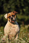 American Bulldog Portrait