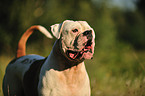 American Bulldog Portrait