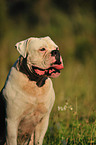 American Bulldog Portrait