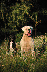 American Bulldog und Mischling