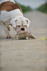 American Bulldog