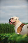 American Bulldog Portrait