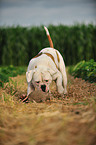 spielender American Bulldog