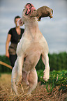 spielender American Bulldog