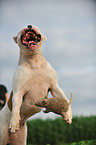 spielender American Bulldog