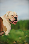 American Bulldog Portrait