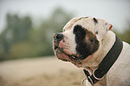 American Bulldog Portrait