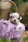 American Bulldog Welpe