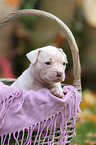 American Bulldog Welpe