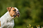 American Bulldog Portrait