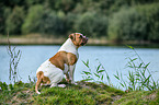 sitzender American Bulldog