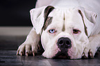 liegende Amerikanische Bulldogge