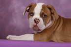 American Bulldog Welpe