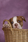 American Bulldog Welpe