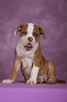 American Bulldog Welpe