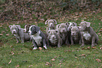 American Bulldog Welpen