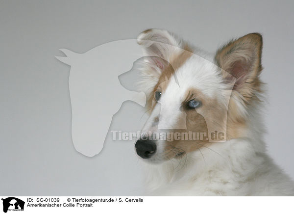 Amerikanischer Collie Portrait / American Collie Portrait / SG-01039