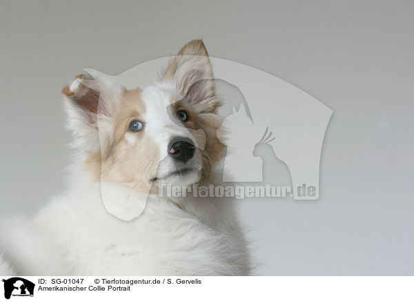 Amerikanischer Collie Portrait / American Collie Portrait / SG-01047