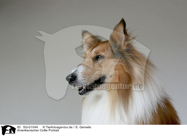 Amerikanischer Collie Portrait / American Collie Portrait / SG-01049