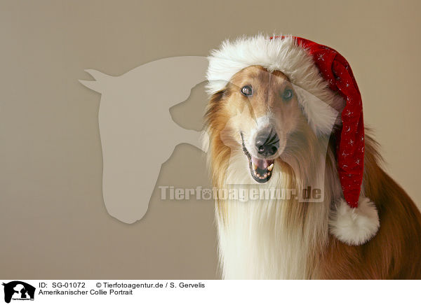 Amerikanischer Collie Portrait / American Collie Portrait / SG-01072