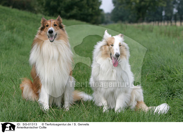 Amerikanischer Collie / american collie / SG-01313