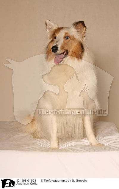 American Collie / American Collie / SG-01621