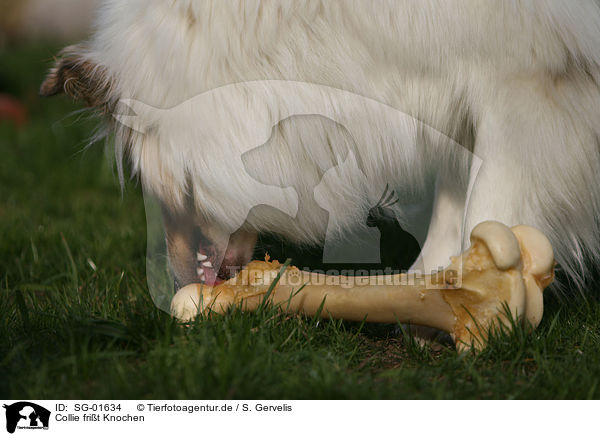 Collie frit Knochen / Collie eats bone / SG-01634