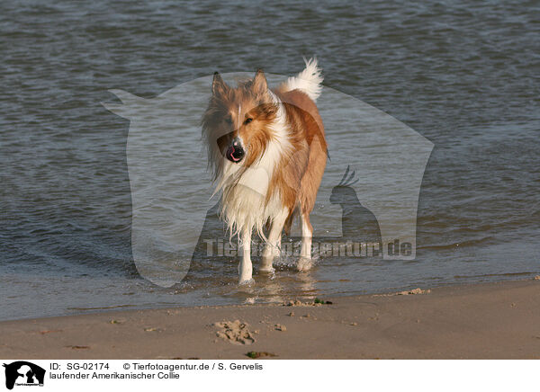 laufender Amerikanischer Collie / walking American Collie / SG-02174