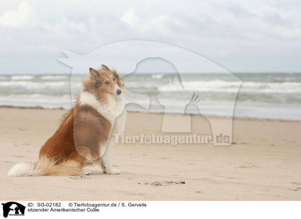 sitzender Amerikanischer Collie / sitting American Collie / SG-02182